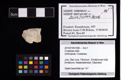 Foto (Objekt + Etikett) von Crustacea indet.  (NHMW-GEO-2014-0194-1006)